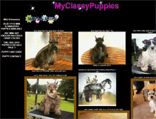 Tablet Screenshot of myclassypuppies.com